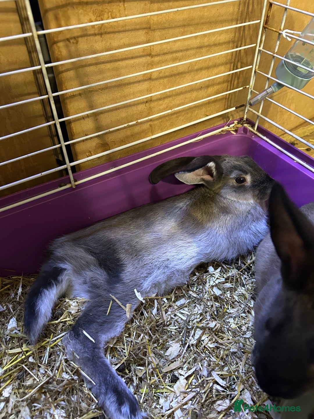Mixed Breed rabbits for sale: 8-9 week old bunnies for sale 🐰 - Image 5