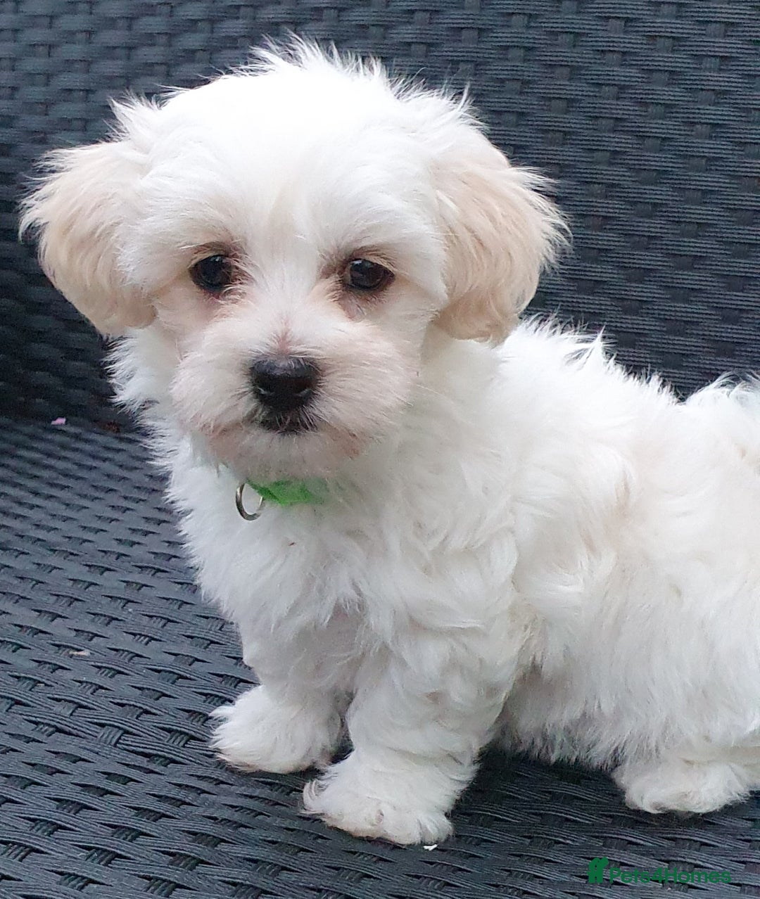 Maltese dogs for sale: Maltese Puppy KC Registred 9 weeks old London EN5 - Image 12