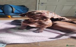 Mixed Breed dogs for sale: dog de bordeaux mixed Dalmatian  - Image 9