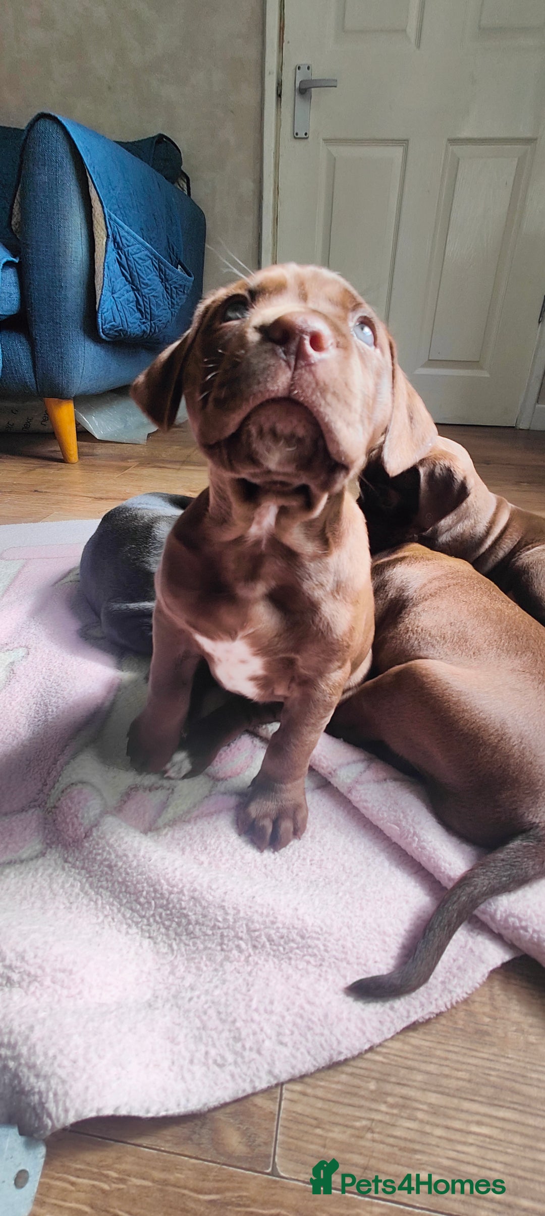 Mixed Breed dogs for sale: dog de bordeaux mixed Dalmatian  - Image 9