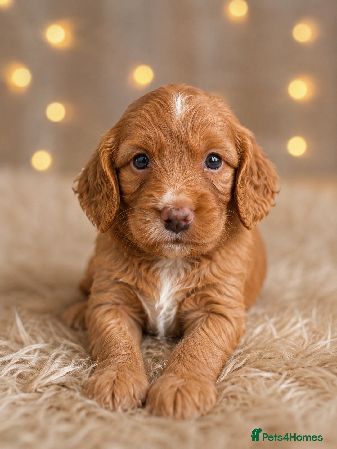 Cockapoo dogs Beautiful Multigen Cockapoo Puppies 🐶 - Advert 2