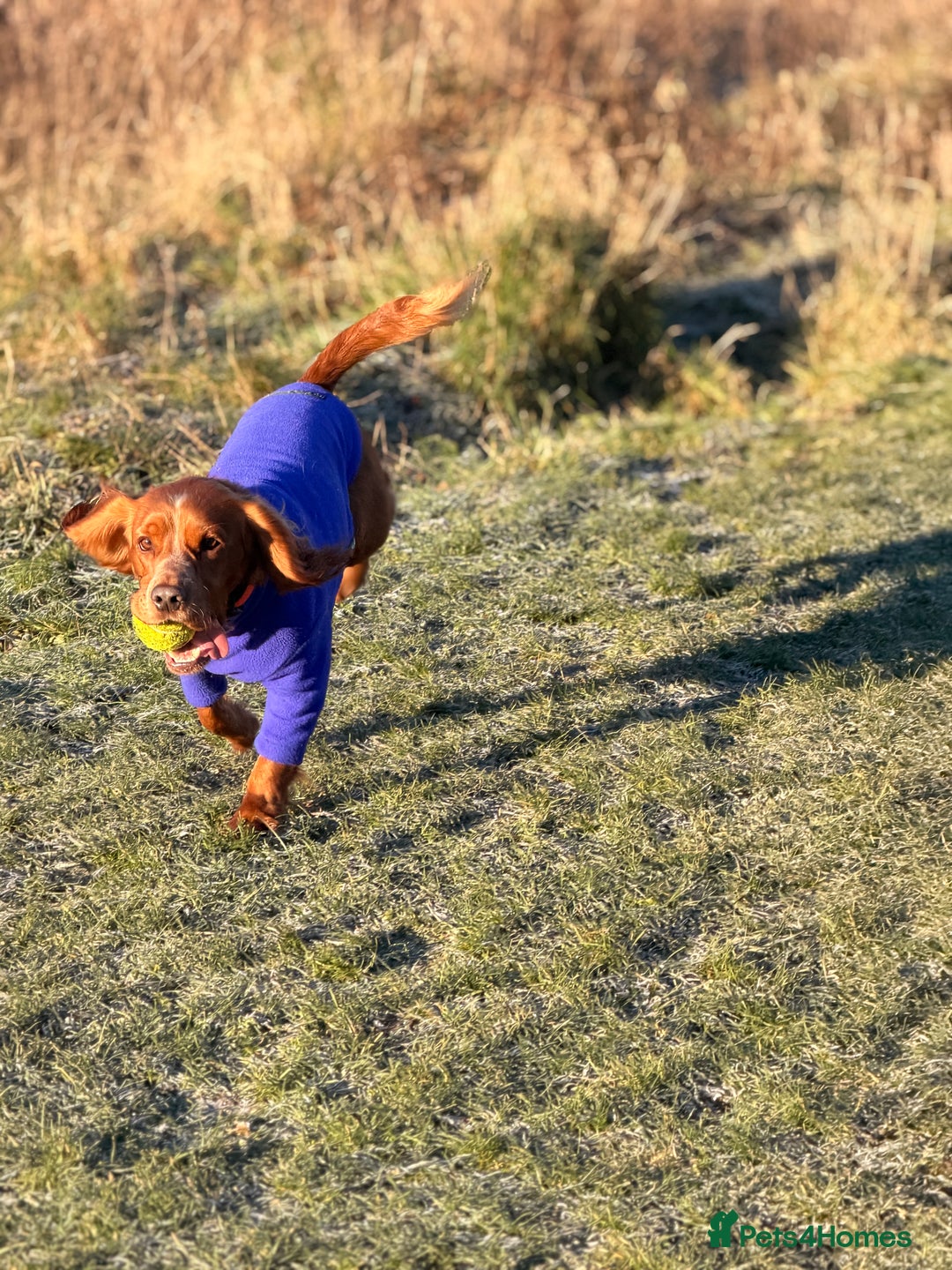 Cocker Spaniel dogs for stud: Proven health tested stud dog - Advert 2