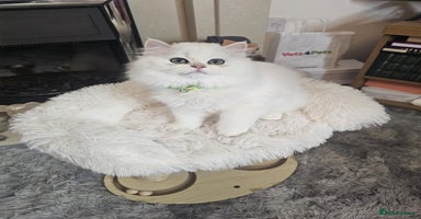 British Longhair cats - Advert 4