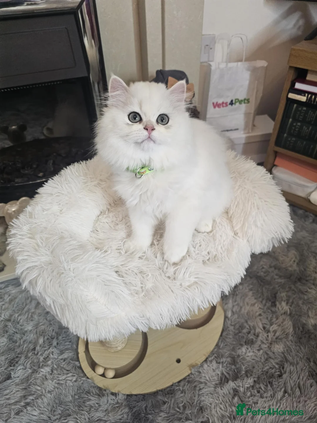 British Longhair cats for sale: Active Btitish Longhair Male-WCF Pedigree Ready  - Advert 2