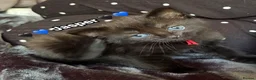 Mixed Breed cats for sale:  Beautiful cuddly kittens  - Advert 8