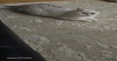 Scottish Fold cats - Advert 12