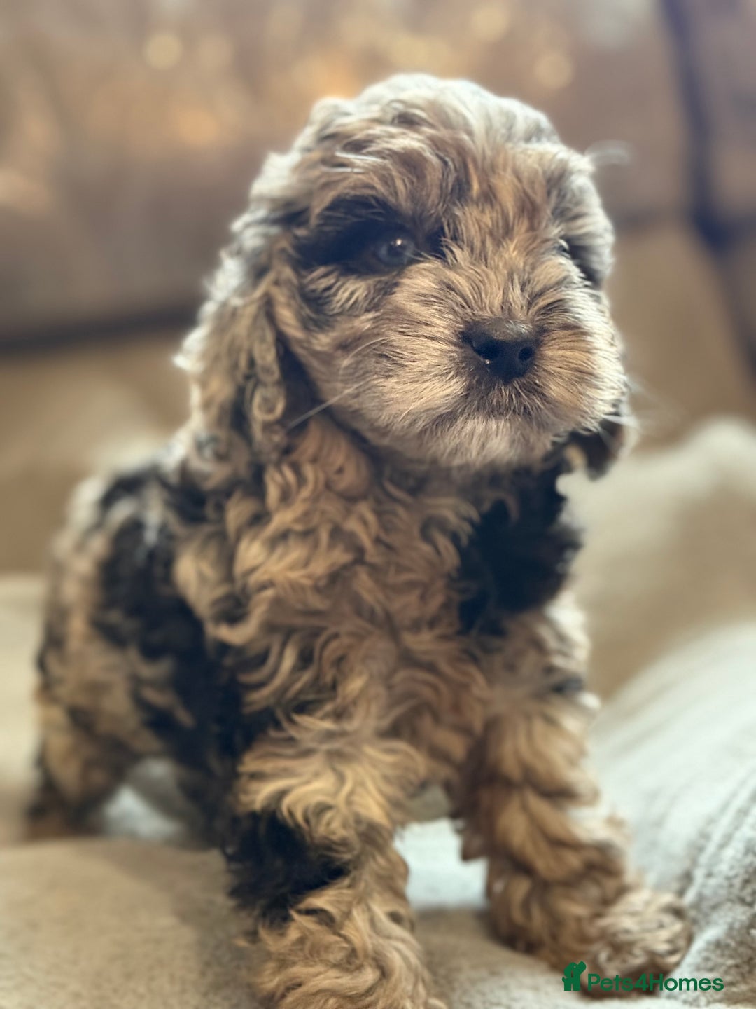 Cockapoo dogs for sale: STUNNING TOP-QUALITY COCKAPOO PUPPIES RARE COLOURS - Advert 19