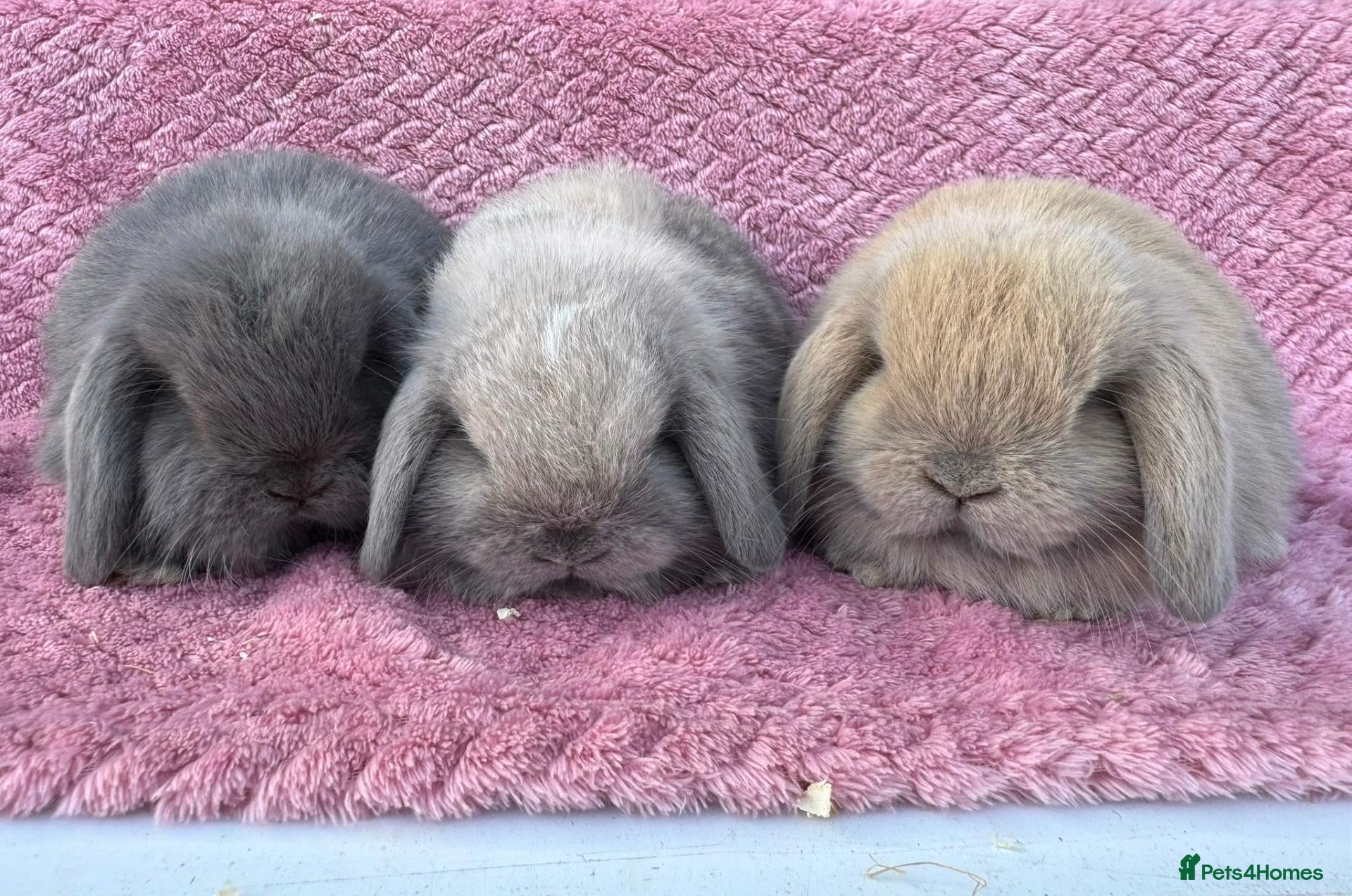 Mini Lop rabbits Pure bred Mini Lop Rabbits - Advert 1