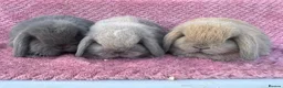 Mini Lop rabbits for sale: Pure bred Mini Lop Rabbits - Advert 3