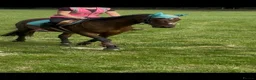 English Thoroughbred horses for sale: A real confidence giver  - Advert 4