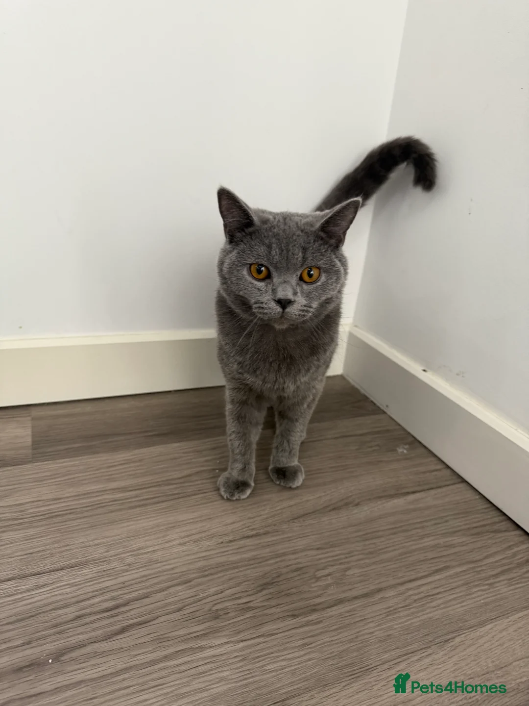 British Shorthair cats for sale: Gccf male British shorthair  - Advert 1