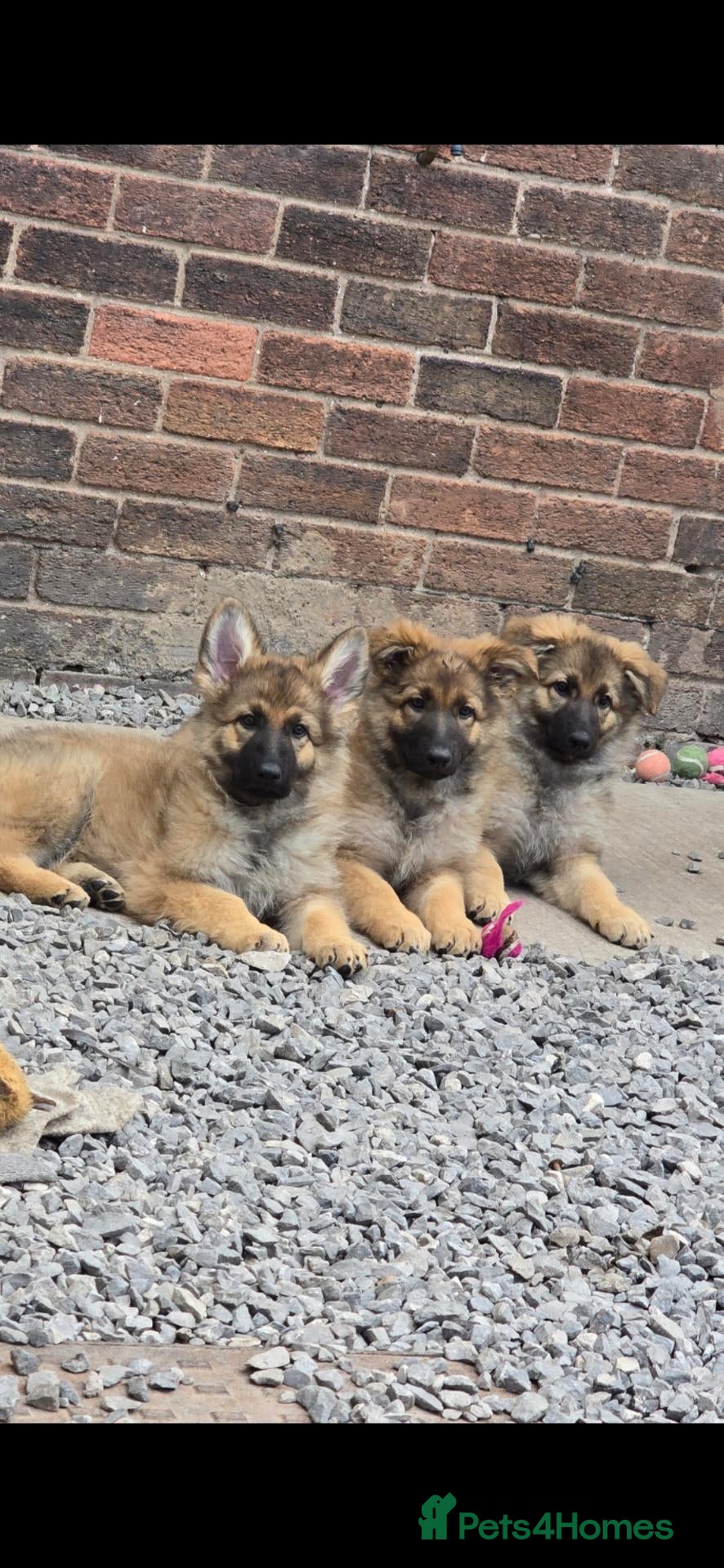 German Shepherd dogs 💥 READY TO LEAVE💥💕Lunas pups 💕 - Advert 3