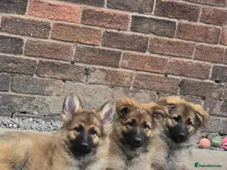 German Shepherd dogs 💥 READY TO LEAVE💥💕Lunas pups 💕 - Advert 1