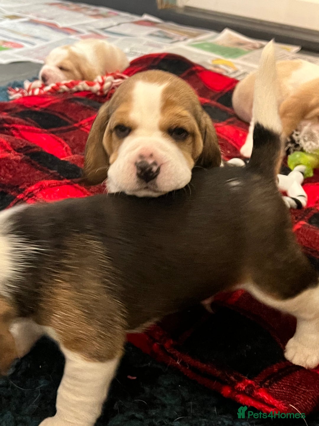 Beagle dogs for sale: Kc beagle puppies  - Advert 7