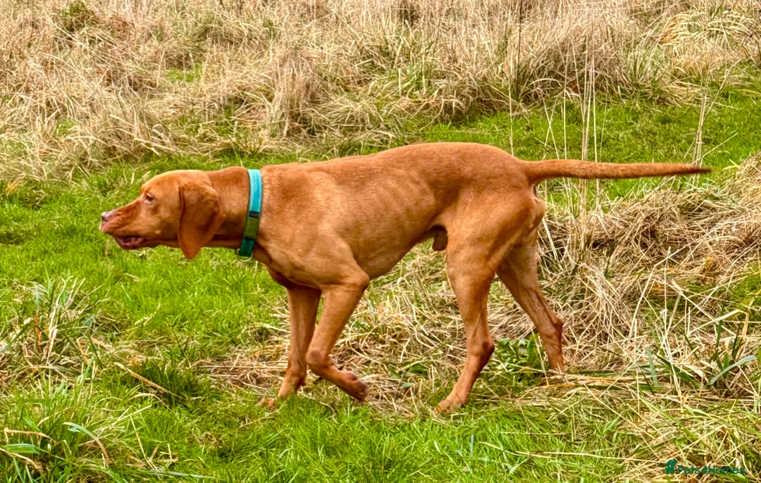 Hungarian Vizsla dogs for stud: The famous Zsivaly Champion sired imported stud in Loughborough - Image 15