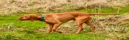 Hungarian Vizsla dogs for stud: The famous Zsivaly Champion sired imported stud in Loughborough - Advert 3