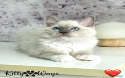 Ragdoll cats for sale: 🐾🩷*TICA REG* EU RAGDOLL KITTENS🌟 DNA CLEAR 🩵🐾 - Image 1