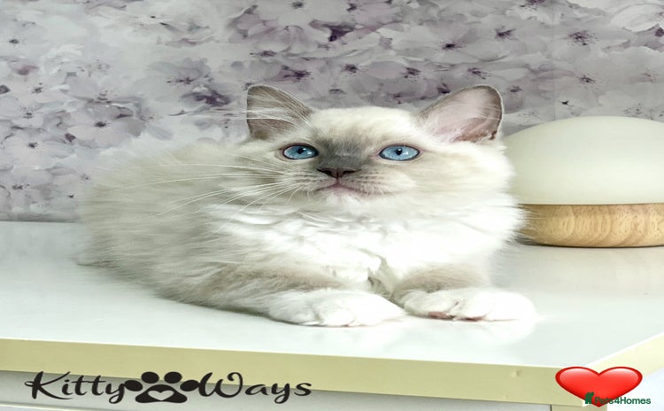Ragdoll cats - Advert 7