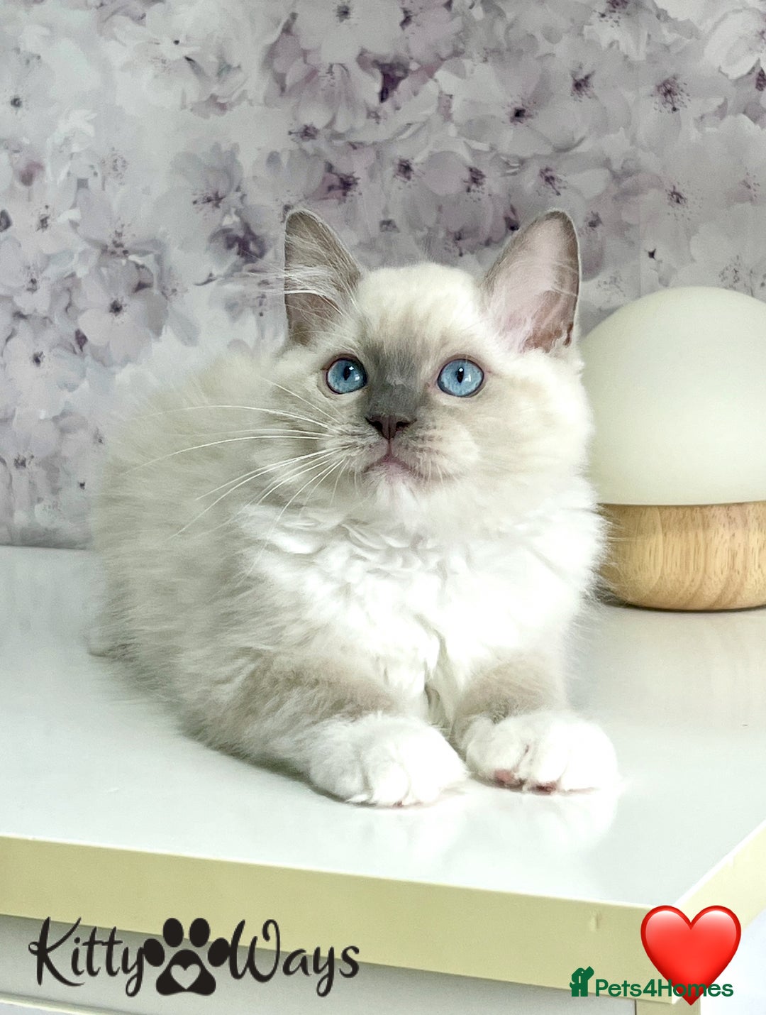 Ragdoll cats for sale: 🐾🩷*TICA REG* EU RAGDOLL KITTENS🌟 DNA CLEAR 🩵🐾 - Image 1