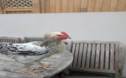 Chickens poultry for sale: 3 x Cockerels  - Image 4