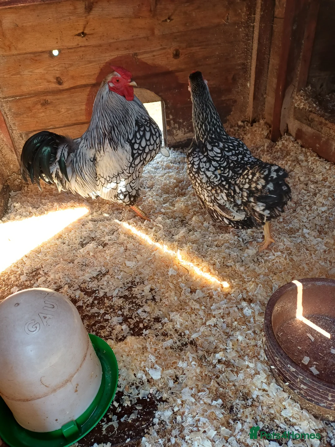 Chickens poultry for sale: Silver laced wynadotte breeding pair - Advert 2