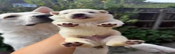 German Shepherd dogs for sale: Beautiful White Pedigree German Shepherd Puppies - Advert 23