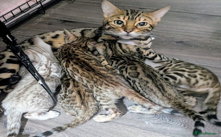 Bengal cats - Advert 1