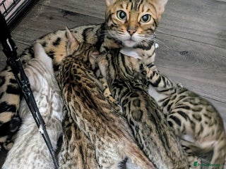 Bengal cats - Advert 7