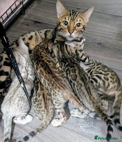 Bengal cats - Advert 4