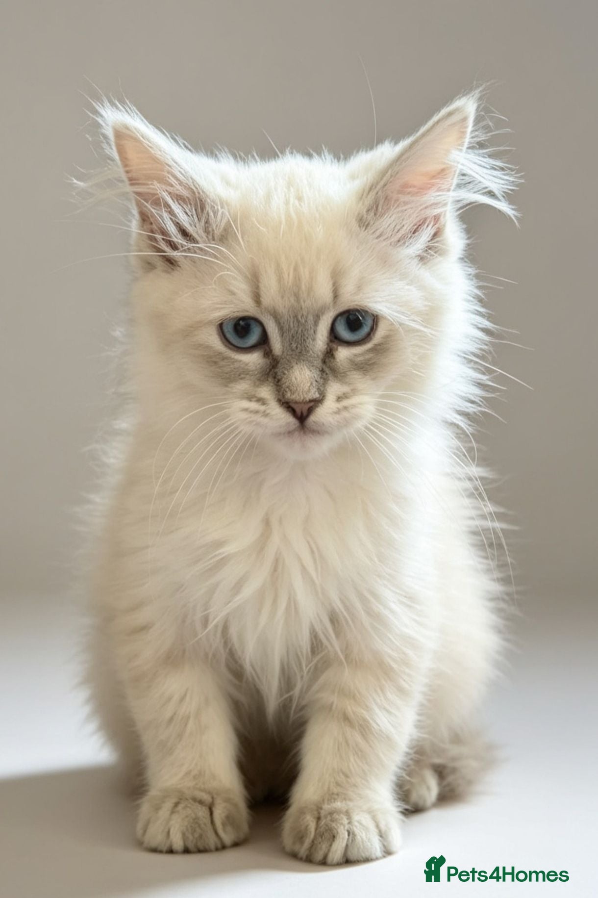 Siberian cats Pure Siberian Neva Masquerade  - Advert 16