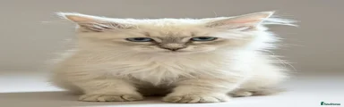 Siberian 2