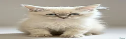 Siberian cats for sale: Pure Siberian Neva Masquerade  in Peterborough - Advert 1