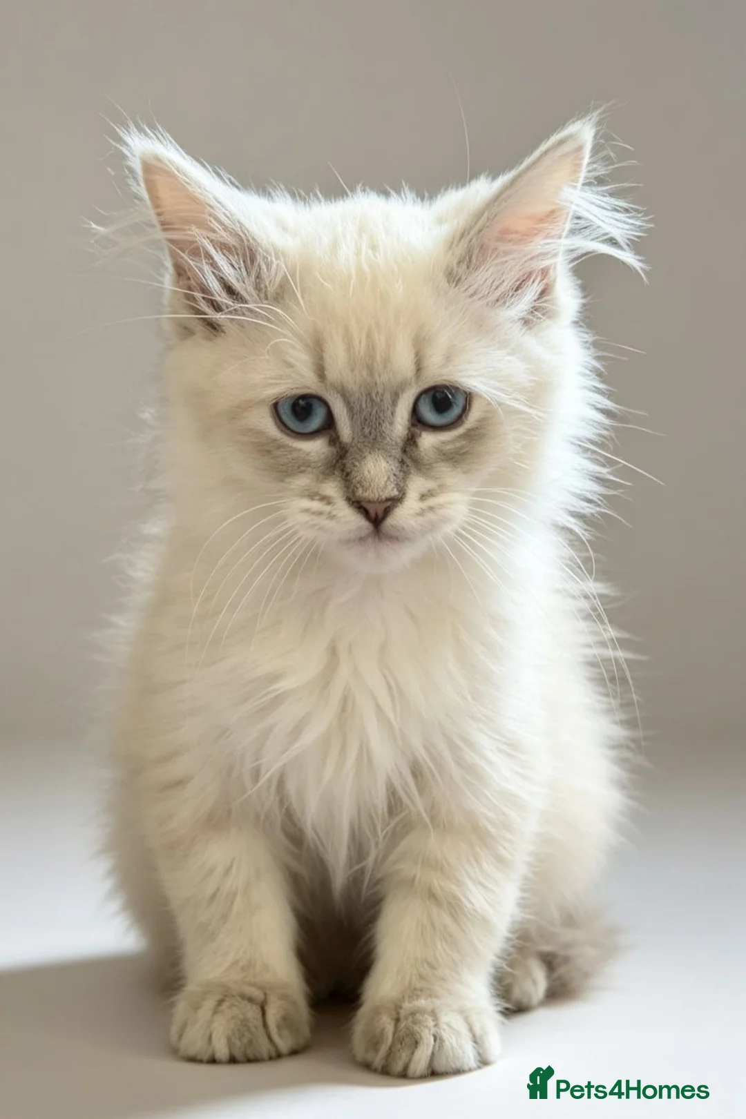 Siberian cats for sale: Pure Siberian Neva Masquerade  in Peterborough - Advert 1