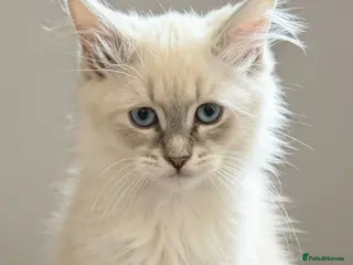 Siberian cats Pure Siberian Neva Masquerade - Advert 1