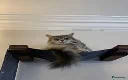 British Longhair cats for sale: 8 weeks old gorgeous kittens for sale - Image 3