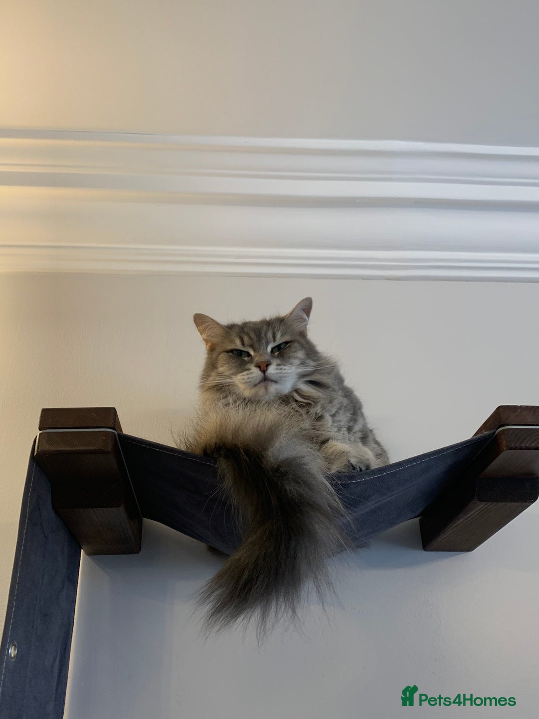 British Longhair cats for sale: 8 weeks old gorgeous kittens for sale - Image 3