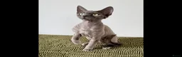 Devon Rex cats for sale: TWO STUNNING SHOW GIRLS - Advert 7