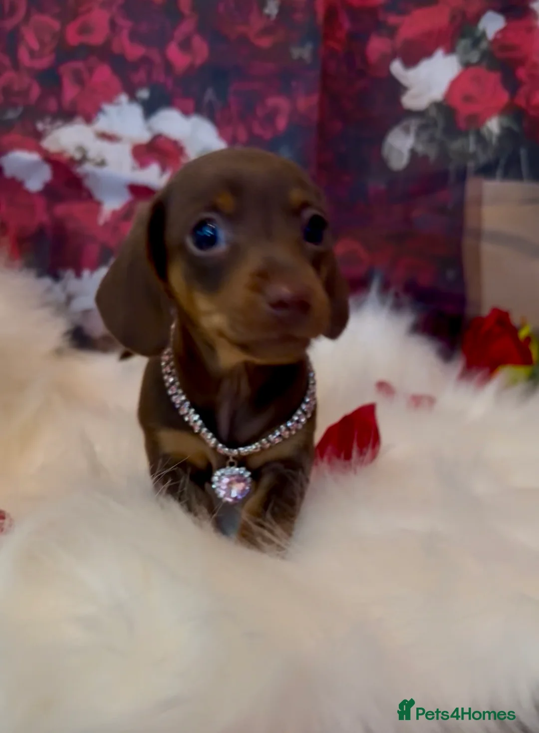 Dachshund dogs for sale: Kc registered miniature smooth daschunds  - Advert 6