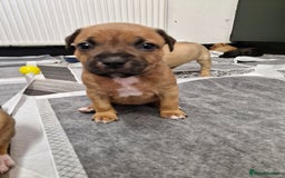 Mixed Breed dogs for sale: Staffie bullweiler puppies  - Image 7