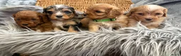 Cavapoo dogs for sale: EXCEPTIONAL EXTENSIVELY HEALTH TESTED BABIES - Advert 6