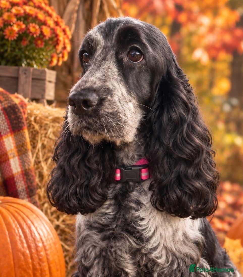 Cocker Spaniel dogs Quality show cocker spaniel puppies available - Advert 6