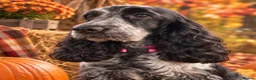 Cocker Spaniel dogs for sale: Ready now show cocker spaniel puppies  - Advert 1