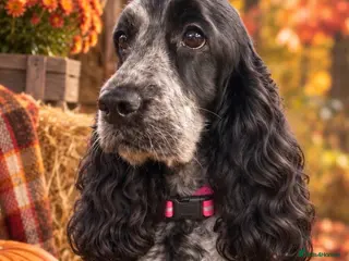 Cocker Spaniel dogs Quality show cocker spaniel puppies available - Advert 6