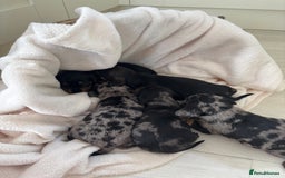 Mixed Breed dogs for sale: 5 Adorable miniature dapple schnoxie puppies - Image 10