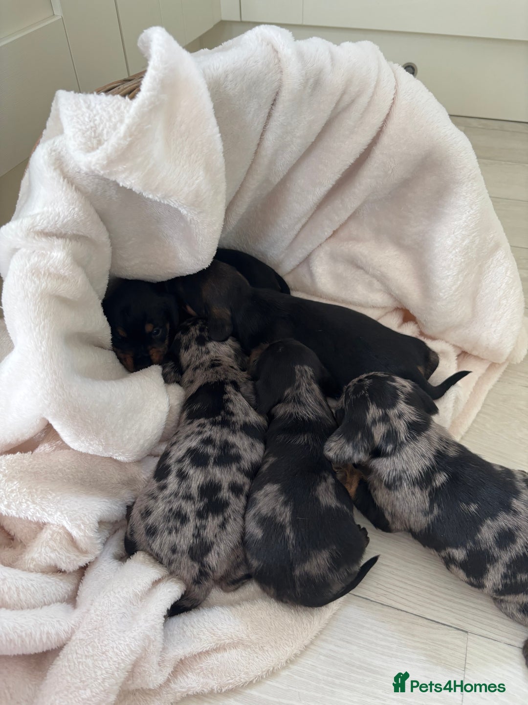 Mixed Breed dogs for sale: 5 Adorable miniature dapple schnoxie puppies - Image 10