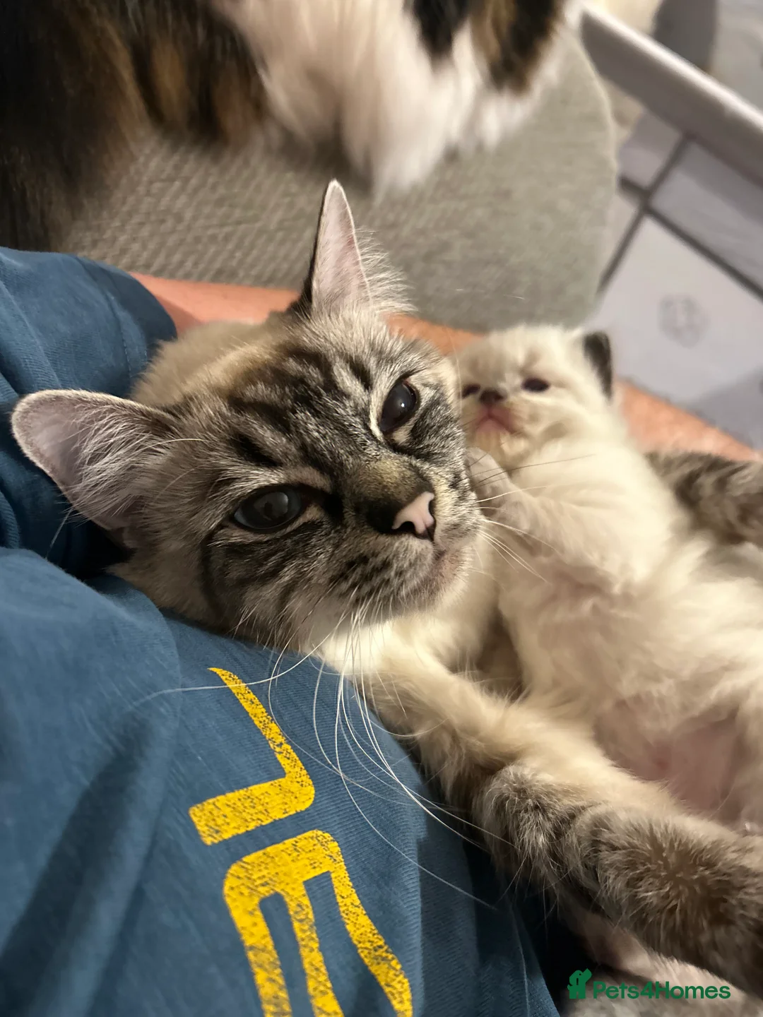 Ragdoll cats for sale: Beautiful ragdoll kittens  in Stourport-on-Severn - Advert 2