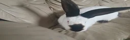 Continental Giant rabbits for sale: Majical pure breeds (Premium) - Advert 4