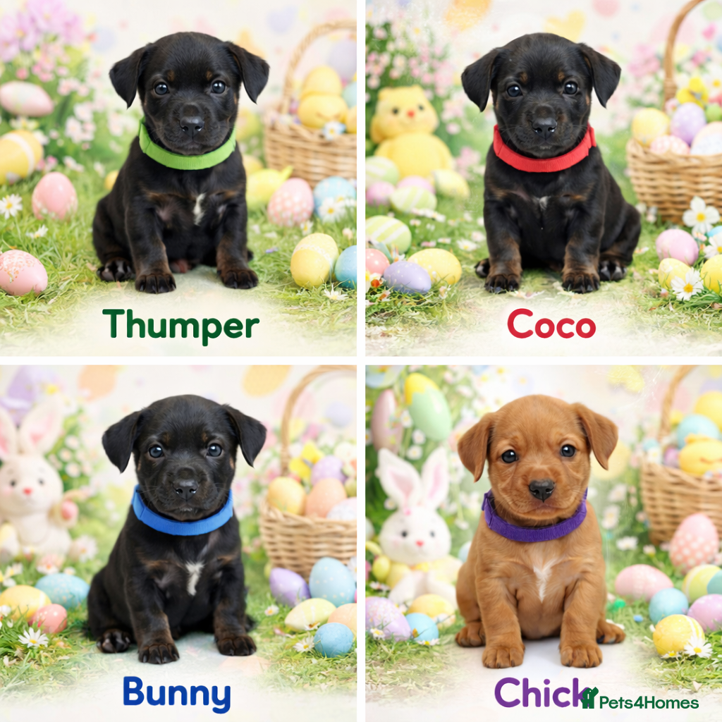 Cavapoo dogs Licensed Breeder F1 Cavapoos 🐶🥰 - Advert 2