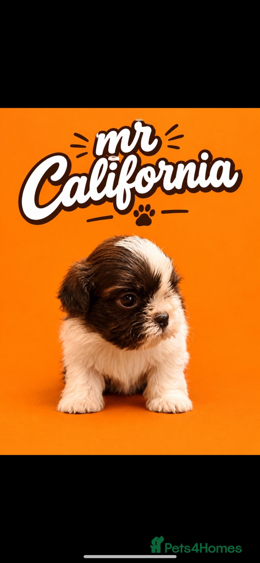 Shih Tzu dogs Imperial shih tzu puppies  - Advert 15