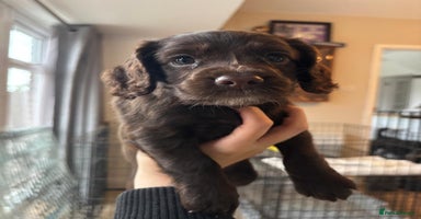 Cocker Spaniel dogs - Advert 2